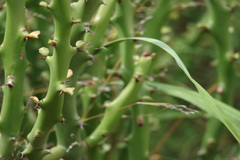 Euphorbia caducifolia